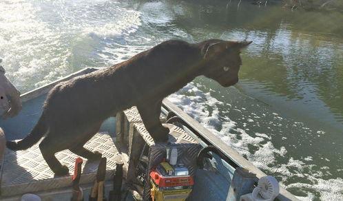 网红游泳照片,网红水中风采无限